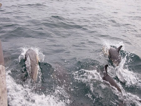 Dolphins at daybreak