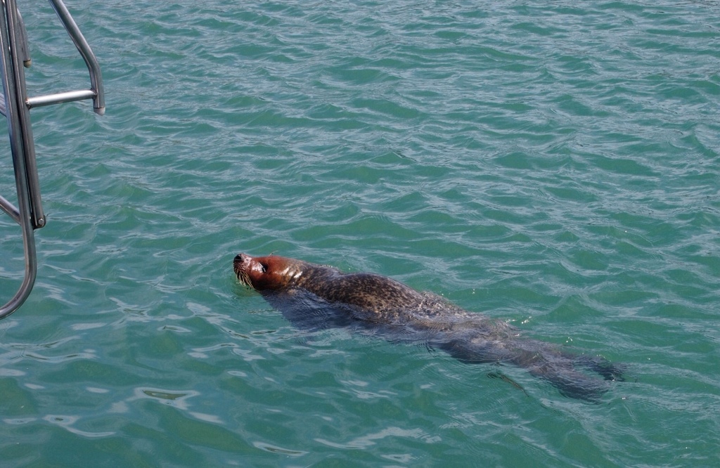 Seal in Dove harbour